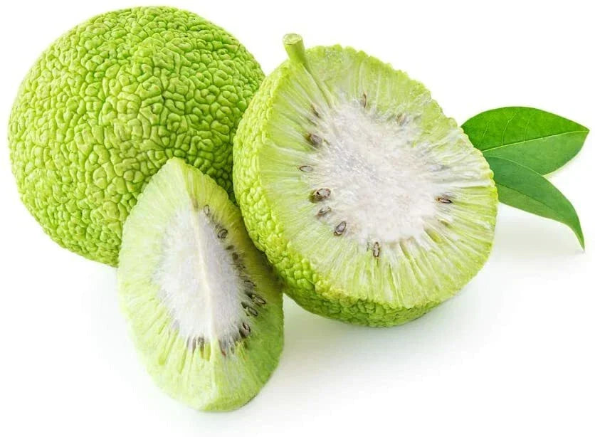 Osage Orange Tree Seeds 20 Pack - Maclura pomifera - Exotic Fruit Tree Seeds for Wildlife & Landscaping
