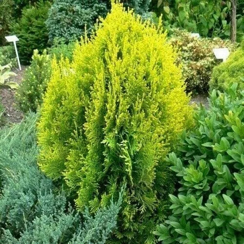 Golden Oriental Arborvitae Seeds 60 Count, Drought-Resistant, Evergreen Foliage, Platycladus orientalis Aurea