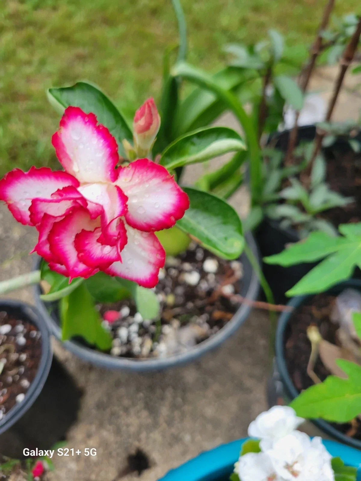 Desert Rose Plant 3-5" Triple Flowering Adenium obesum in 1 Gallon Pot - Rare Compact Succulent for Indoor/Outdoor Use