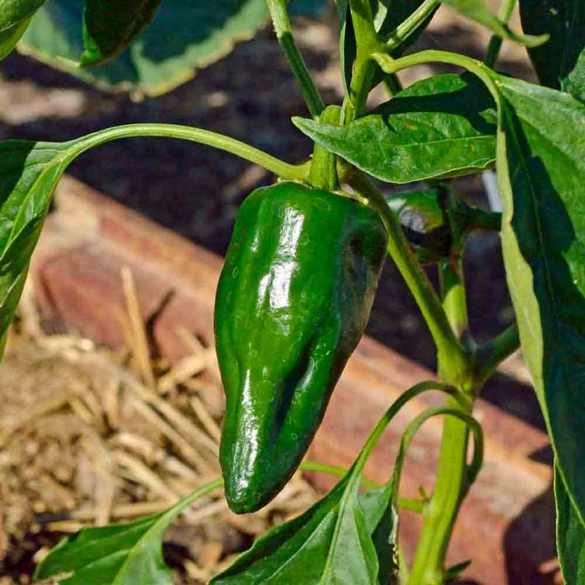 Ancho Poblano Pepper Seeds - 50+ Heirloom Seeds for Gardening - Capsicum annuum - Mildly Spicy Flavor for Salsas and Sauces