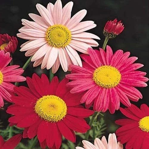 Painted Daisy Seeds - 2,500 Count - Easy to Grow Perennial - Chrysanthemum - Vibrant Garden Flowers for Sunny Spots