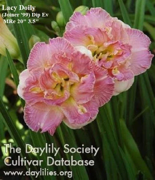 Daylily Plant - Live Pink Double Rebloomer - Hemerocallis 'Lacy Doily' - Hardy Perennial for Garden and Landscape