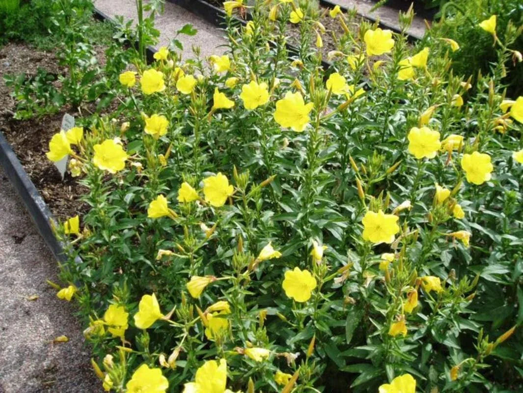 Evening Primrose Seeds 100 Count - Organic Oenothera biennis - Bright Yellow Flowering Garden Seeds for Pollinators
