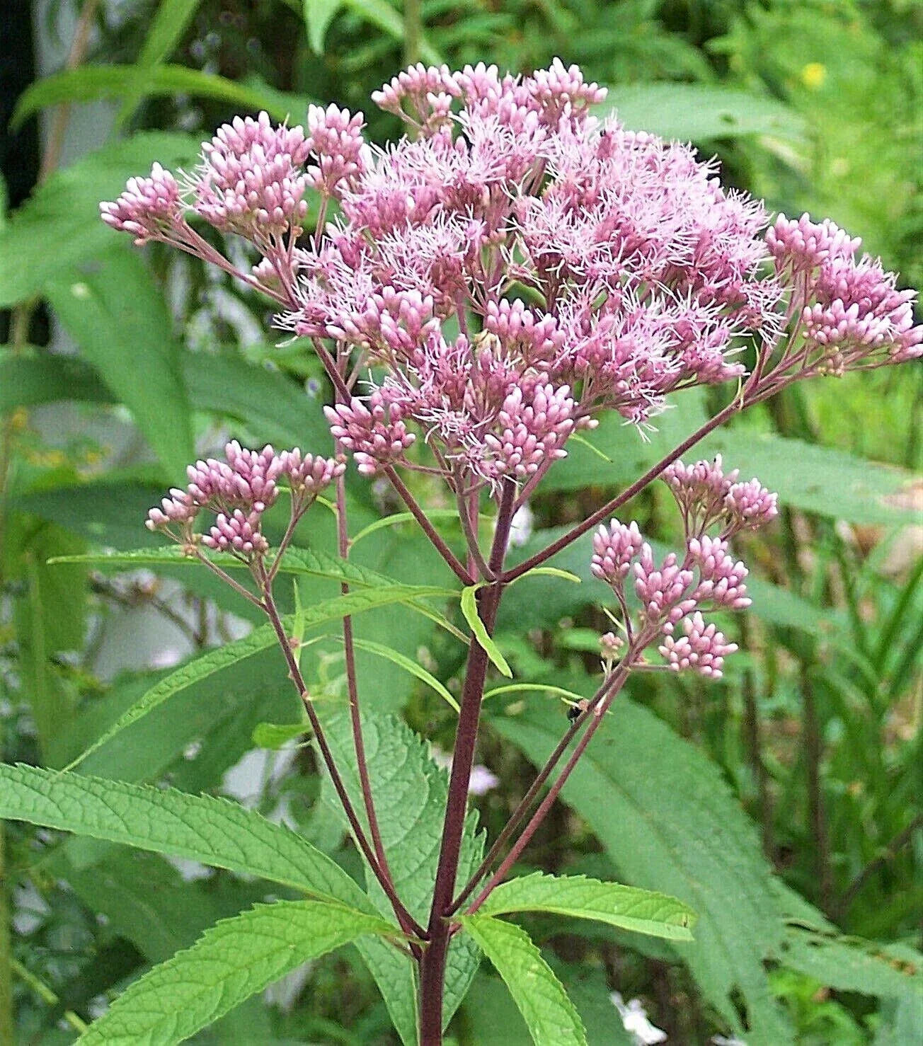 Joe Pye Weed Plants - 3 Pack - Purple Perennial - Eupatorium purpureum - Native Maine Flower for Gardens