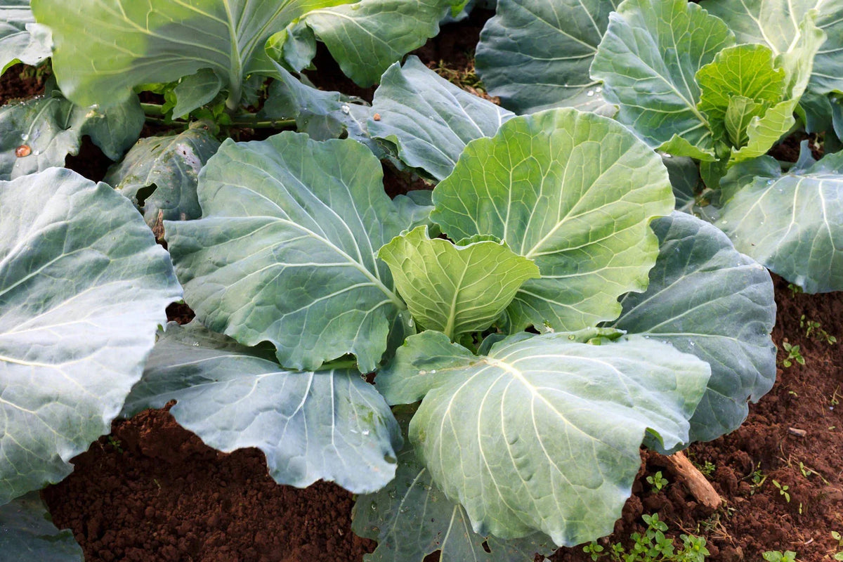 Morris Collard Seeds Packet - Non-GMO Heirloom Brassica oleracea Var. acephala - Nutrient-Rich Leafy Greens for Gardening