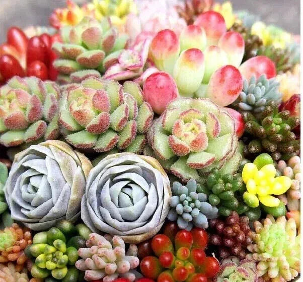 Mixed Succulent Plant Seeds 100pcs - Lithops Living Stones - Easy Growing, Drought-Tolerant Succulents - Lithops spp.