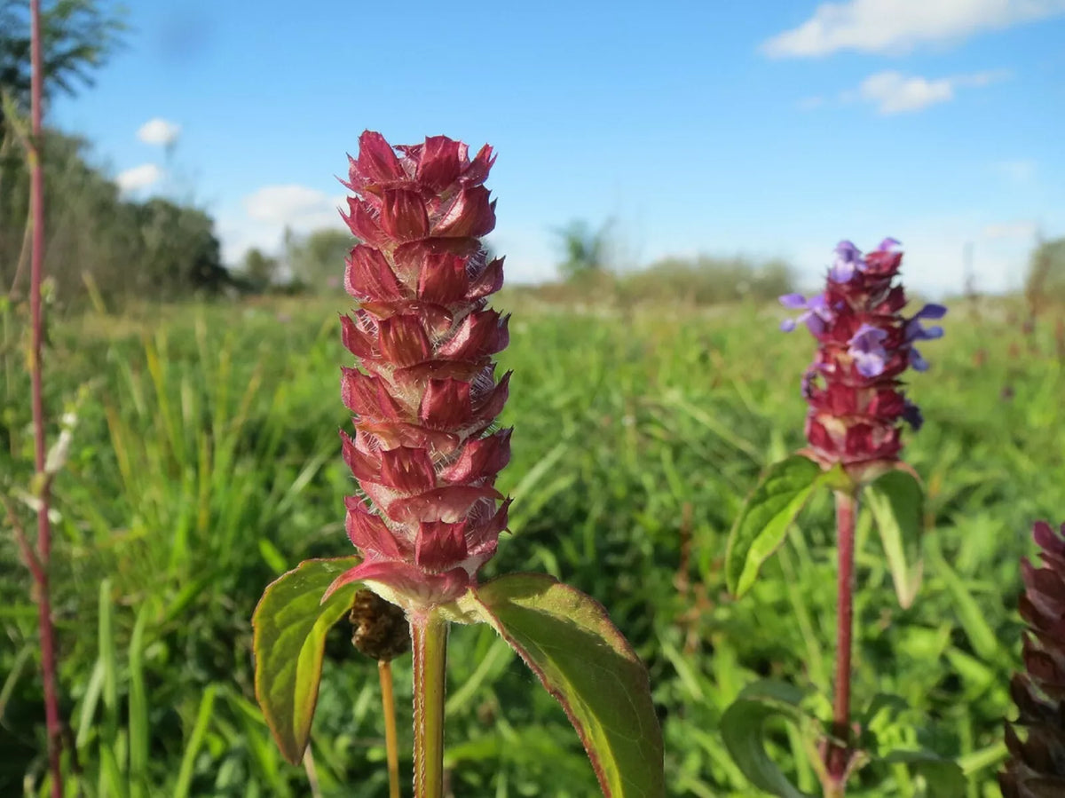 200 Bulk Medicinal Herb Seeds - Self-Heal All-Heal (Prunella Vulgaris) - Easy Grow for Natural Remedies and Herbal Teas