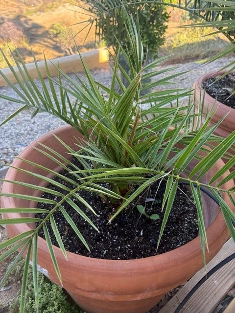 Canary Date Palm Seeds - Phoenix Canariensis - Indoor/Outdoor Tropical Plant - Fast-Growing, Low Maintenance Palm Tree