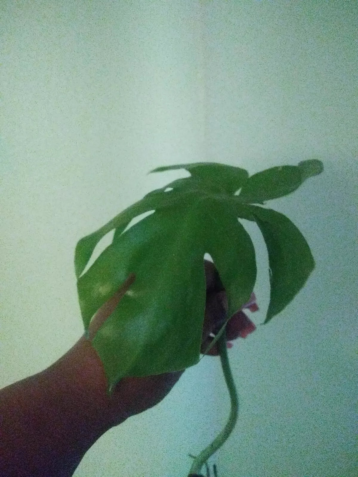 Giant Monstera Deliciosa Cutting 10" Tall Green Houseplant Philodendron Monstera deliciosa Indoor Plant