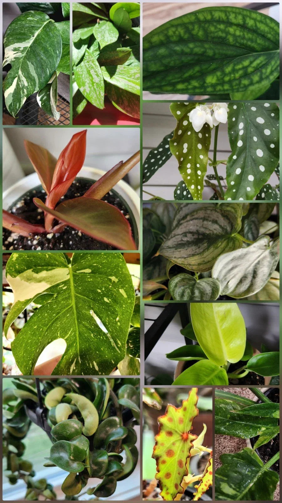 Plant Cuttings Bundle of 5 - Assorted Indoor Varieties for Gardening - Live Clippings for Propagation - Various Species
