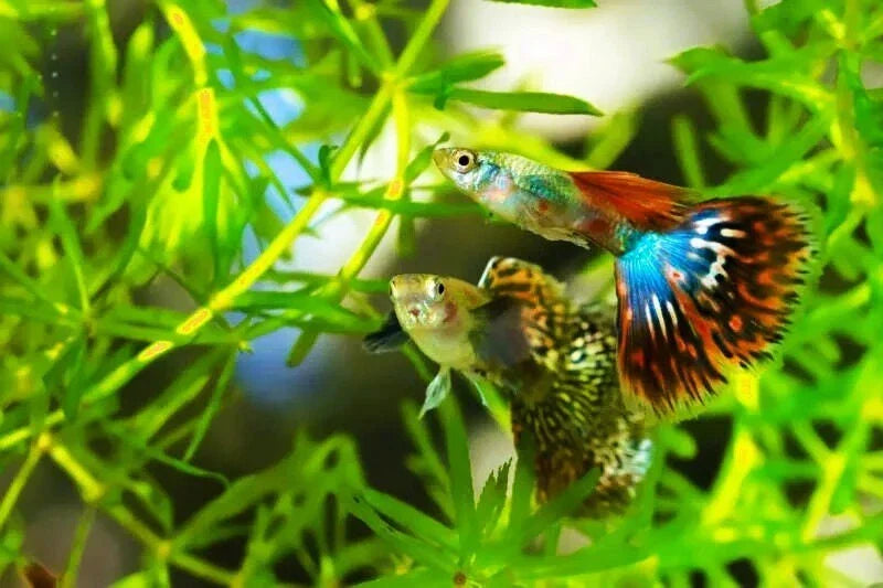 Guppy Grass 7 Stems - Easy Live Aquarium Plant Najas Guadalupensis - Low Maintenance, Fast-Growing Aquatic Plant