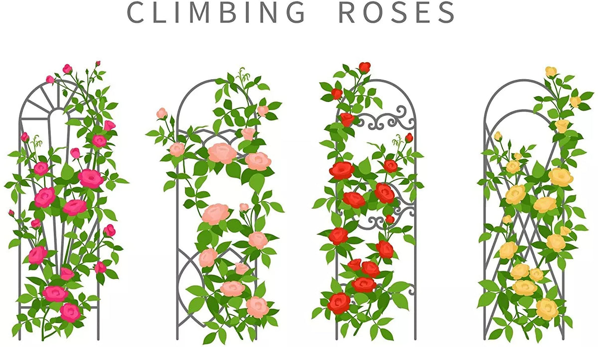 Climbing Rose Vine Seeds - 30+ Seeds - Colorful Varieties - Rosa spp. - Fragrant Climbing Roses for Gardens and Trellises