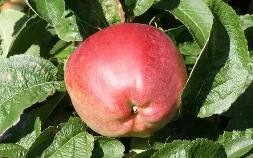Priscilla Apple Seeds - 25+ Organic Non-GMO Malus domestica for Home Gardening