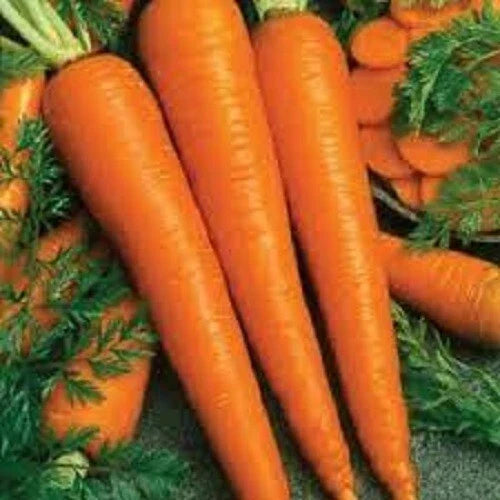 Premium Organic Heirloom Carrot Seeds Packet - Imperator 58 Variety, Non-GMO, Sweet & Tender - Daucus carota subsp. sativus