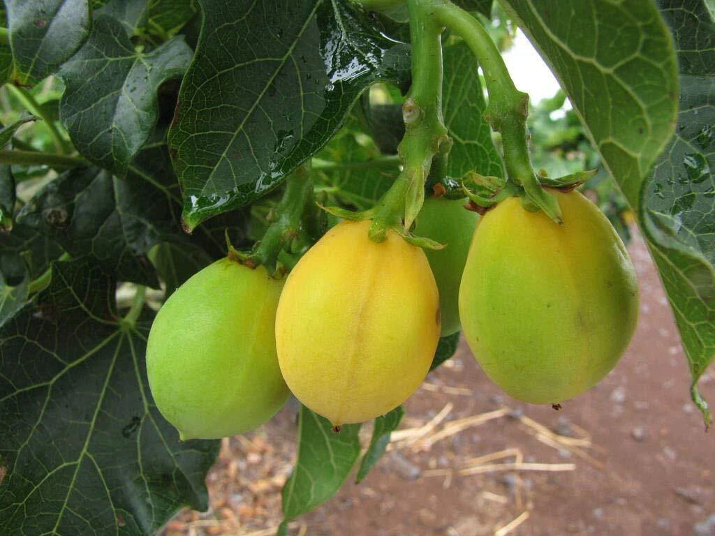 Physic Nut Seeds - 15 Count - Rare Jatropha Curcas - Eco-Friendly Barbados Diesel Plant Seeds for Gardening
