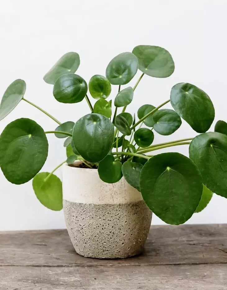 Chinese Money Plant 4-7" Live Pilea Peperomioides - Compact Green Houseplant, No Pot, Easy Care for Beginners