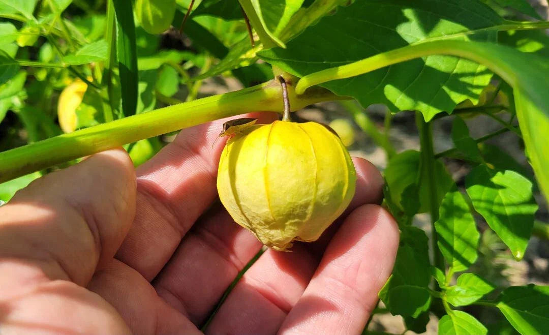Tomatillo Seeds - 25 Count - Green Physalis Philadelphica - Florida Grown - Ideal for Salsa Verde