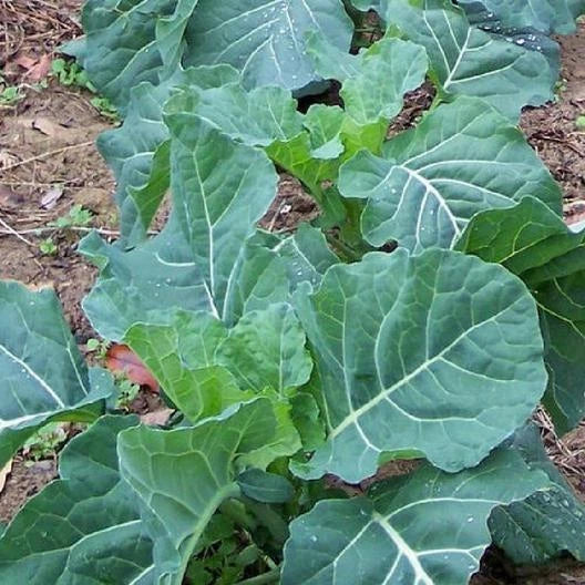 Georgia Collard Seeds - 2000 Non-GMO Heirloom - Brassica oleracea var. viridis - Easy to Grow for Home Gardeners