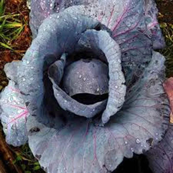 Red Acre Cabbage Seeds, Heirloom Non-GMO, 100 Seeds, Brassica oleracea var. capitata - Vibrant Color & Flavor for Your Garden