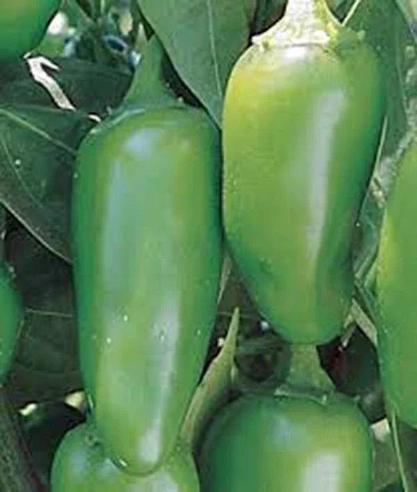 Early Jalapeno Seeds, 100 Non-GMO Heirloom Seeds, Capsicum annuum, Perfect for Salsa and Cooking