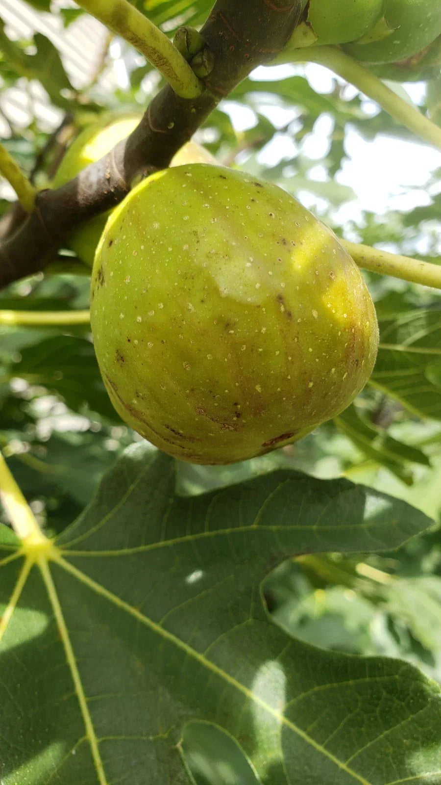 Live Fig Tree Cuttings 5pcs - Hardy Sweet Varieties (Ficus carica) - Brown Turkey & Celeste - Ideal for Home Gardening