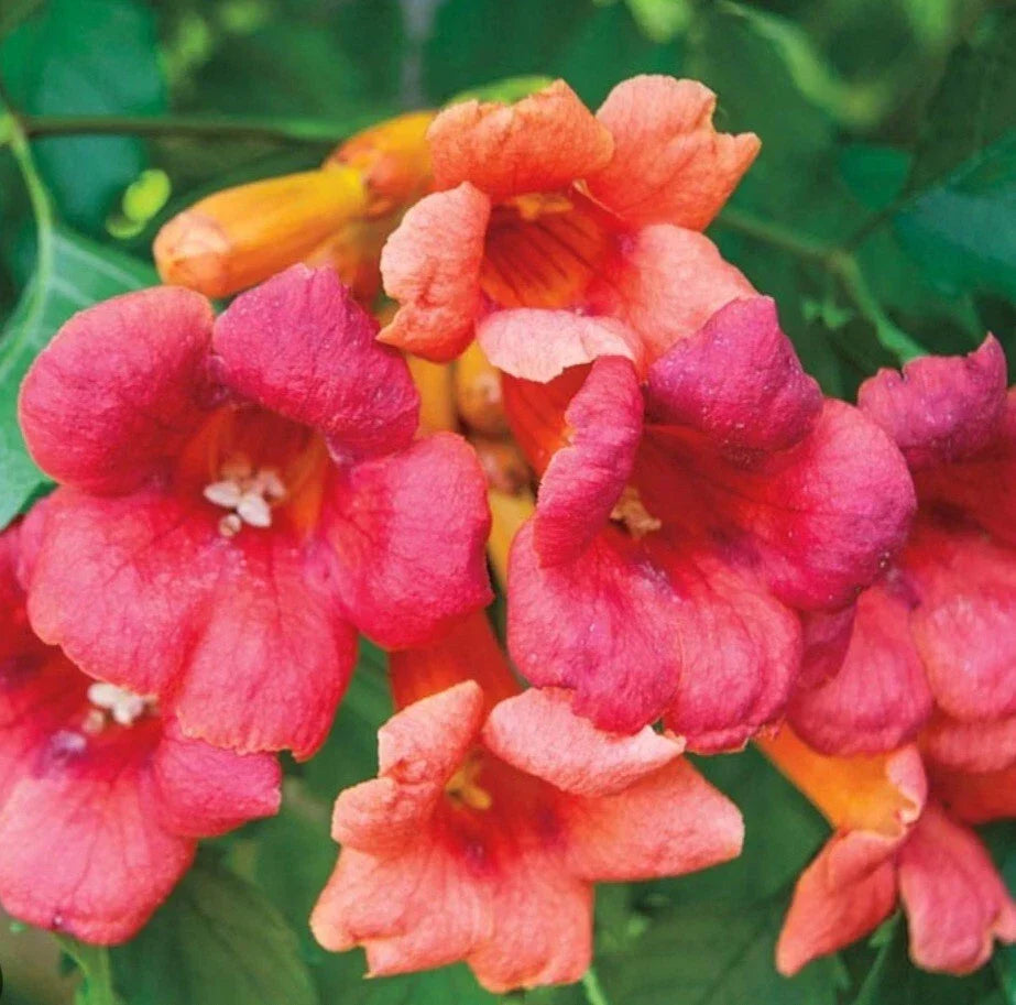Flame Orange Red Trumpet Vine Bare Root Live Plant - Campsis radicans - Natural Climber for Vertical Gardens