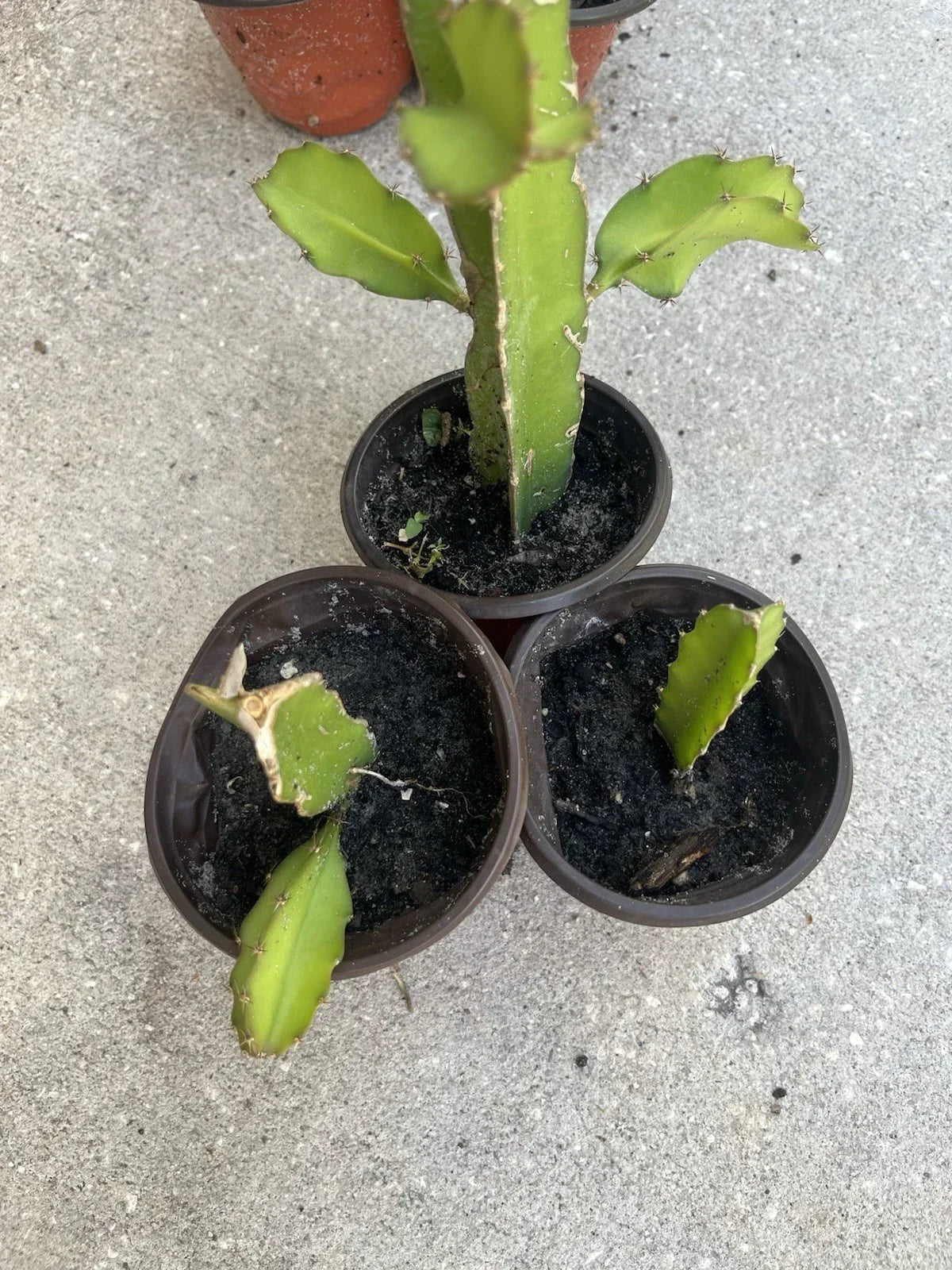 Dragon Fruit Plant - 4-Inch Well-Rooted White Pitaya - Hylocereus undatus - Exotic Cactus for Home Gardens and Patio Pots