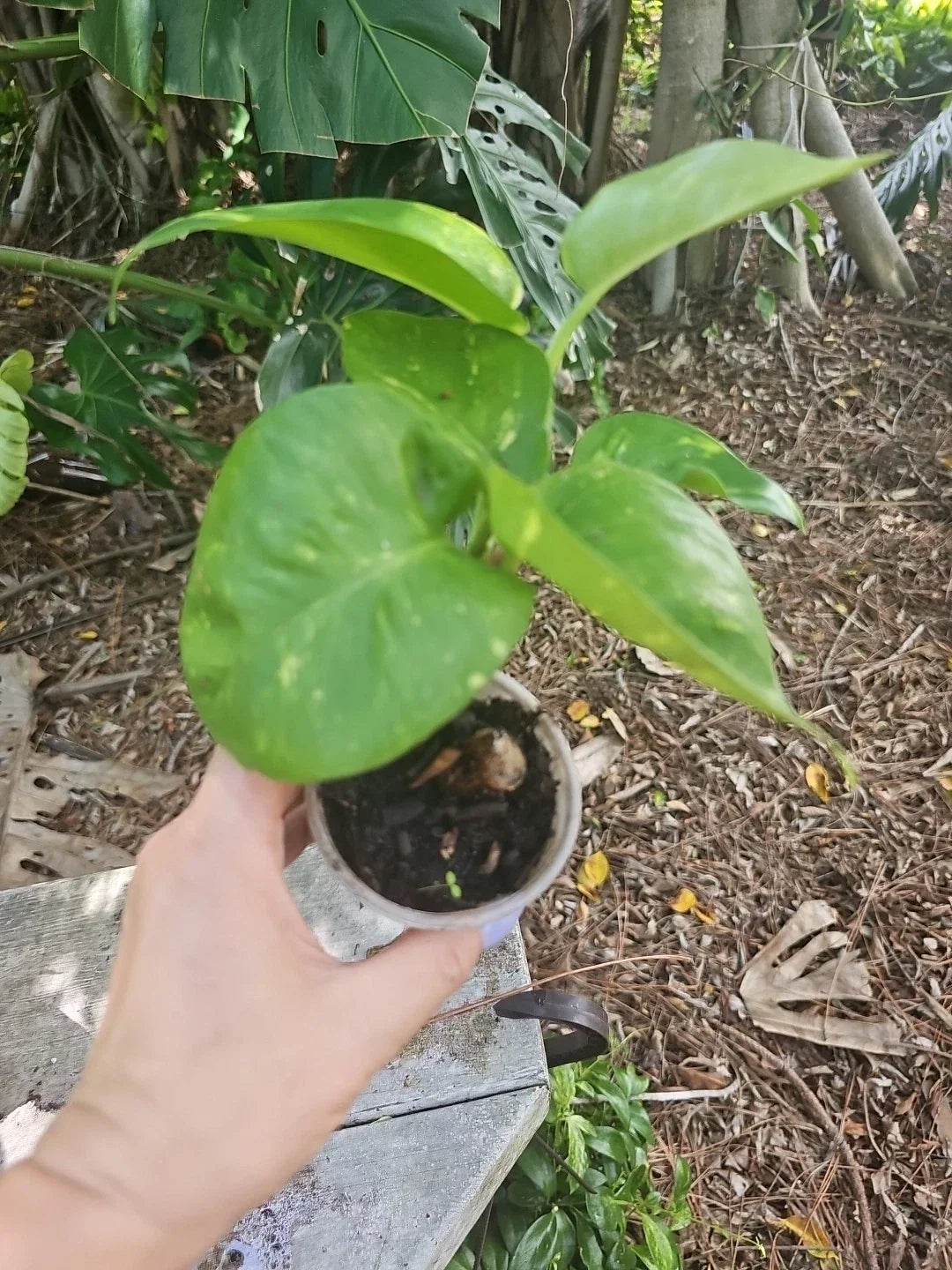 Giant Variegated Golden Pothos Plant 3" Pot, Climbing Epipremnum aureum, Vibrant Green & Gold Leaves, Not Monstera