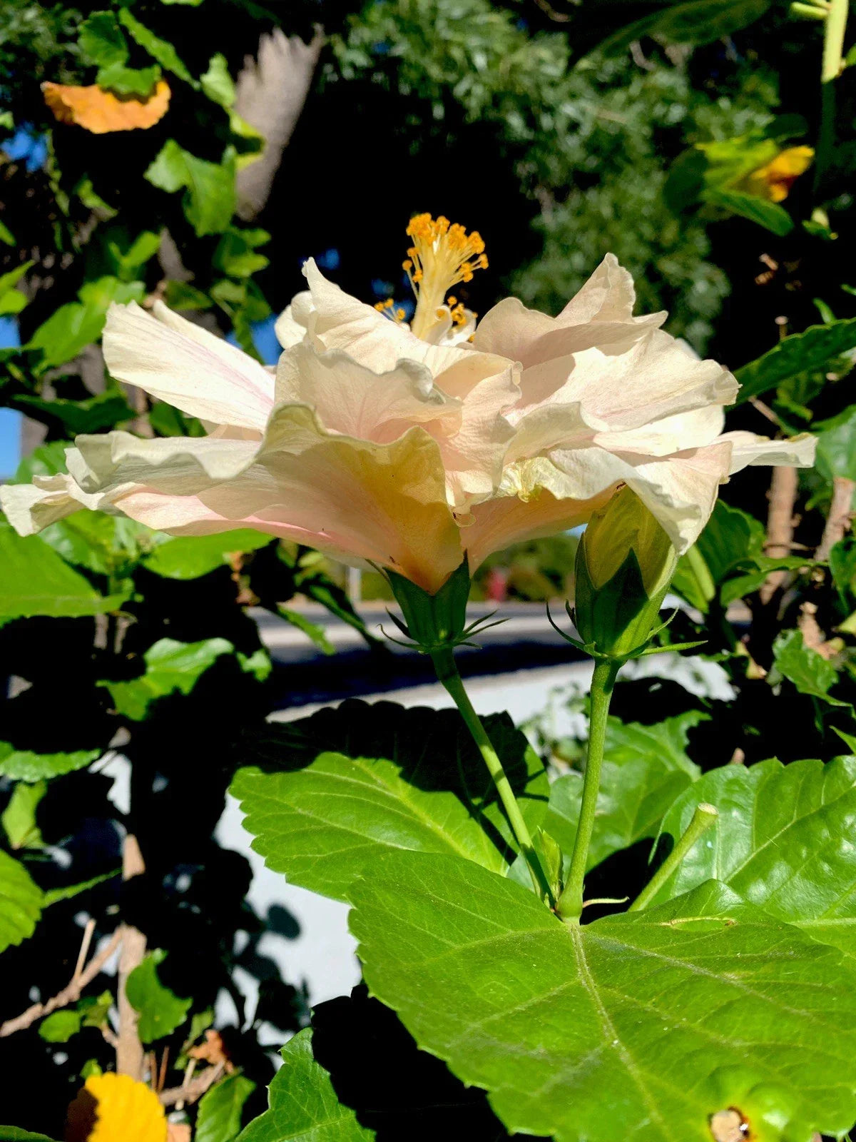Hibiscus Cuttings 6 Inch Cream Pink Splash Hibiscus rosa-sinensis Non-Rooted 5 Pack for Easy Propagation and Planting