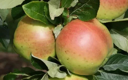 Scotch Dumpling Apple Seeds - 25+ Pack - Heirloom Malus domestica - Ideal for Home Gardens - USA