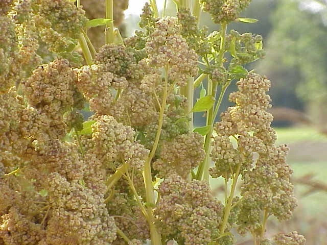 White Quinoa Seeds 200 Count Organic Chenopodium quinoa Nutrient-Dense Superfood for Flour and Sprouts