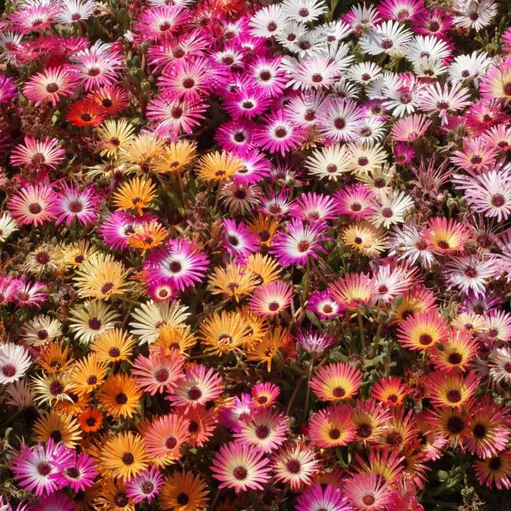 Ice Plant Mix Seeds - Livingstone Daisy - Vibrant Colors - Delosperma spp. - Drought-Tolerant, Full Sun, Pollinator-Friendly