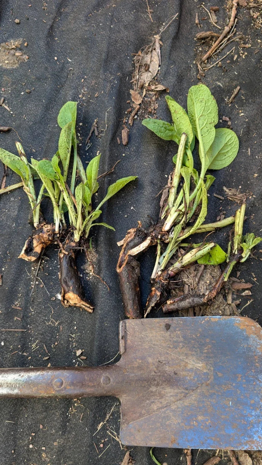 Comfrey Bocking 14 Plant - Large Bare Root Crown - Non-Spreading - Symphytum x uplandicum - Perennial Herb for Garden