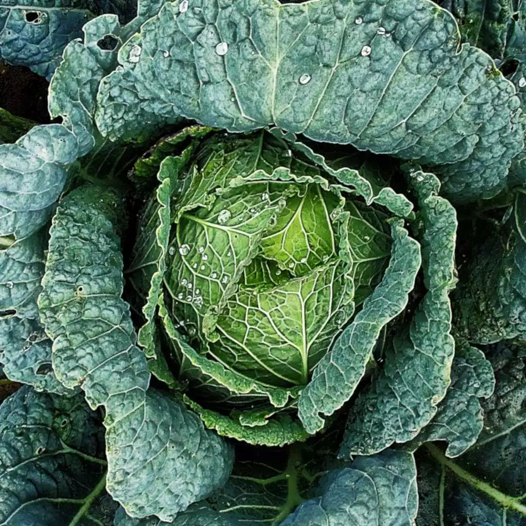 Savoy Cabbage Seeds 300+ Heirloom NON-GMO Brassica oleracea for Vegetable Garden Planting