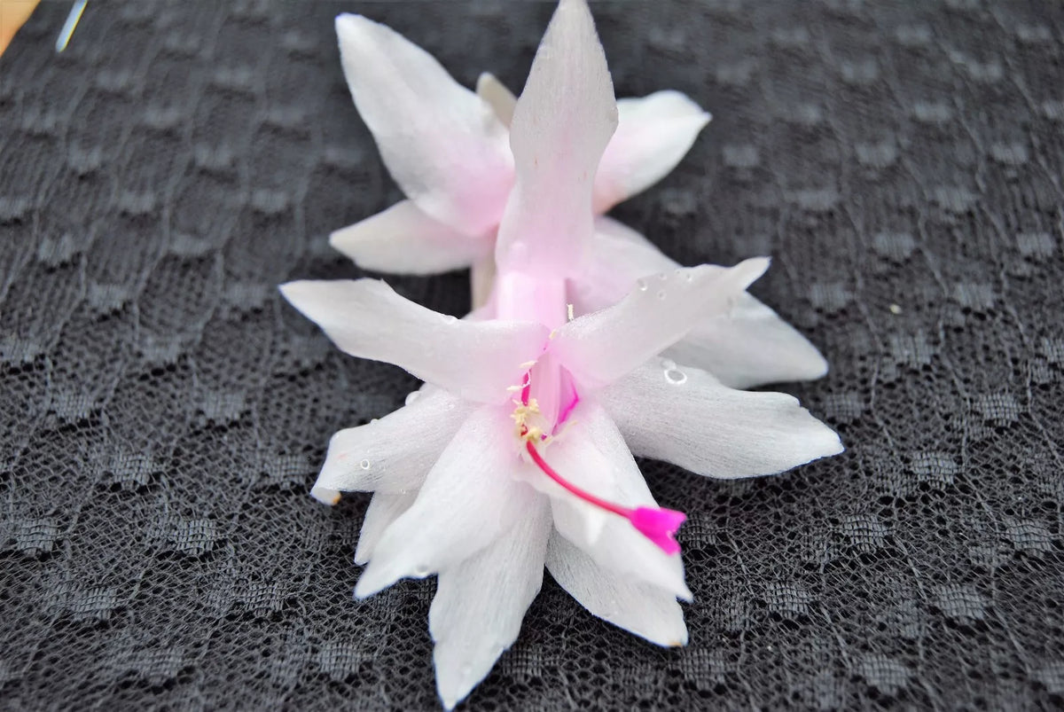 Christmas Cactus Starter Plant - Island Pearl - Schlumbergera Truncata - Well-Rooted Indoor Plant for Holiday Blooms