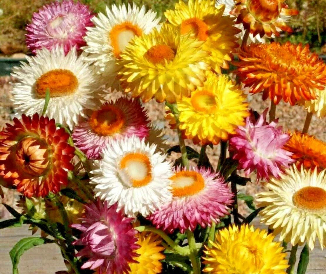 Strawflower Mix Seeds - 401+ Wildflower Seeds for Dried Cut Flowers - Xerochrysum bracteatum - Easy to Grow for Garden & Containers