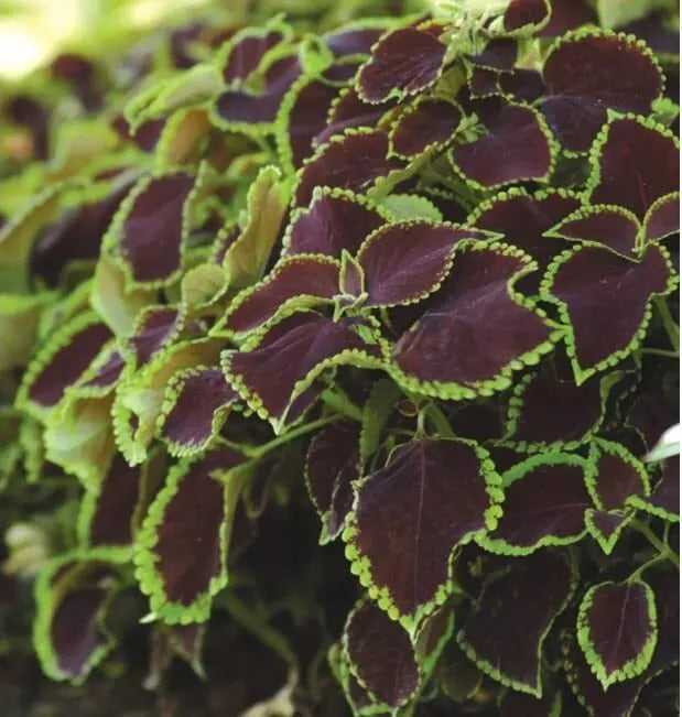 Coleus Seeds - 10 Rare Chocolate Mint Seeds - Vibrant Foliage, Easy to Grow - Plectranthus scutellarioides