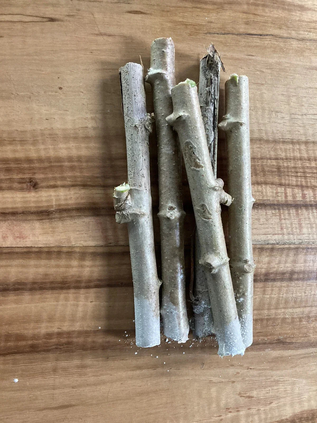 Yuca Cassava Stem Cuttings - 5 Unrooted Cuttings for Gardening - Manihot esculenta - High-Quality Planting Material