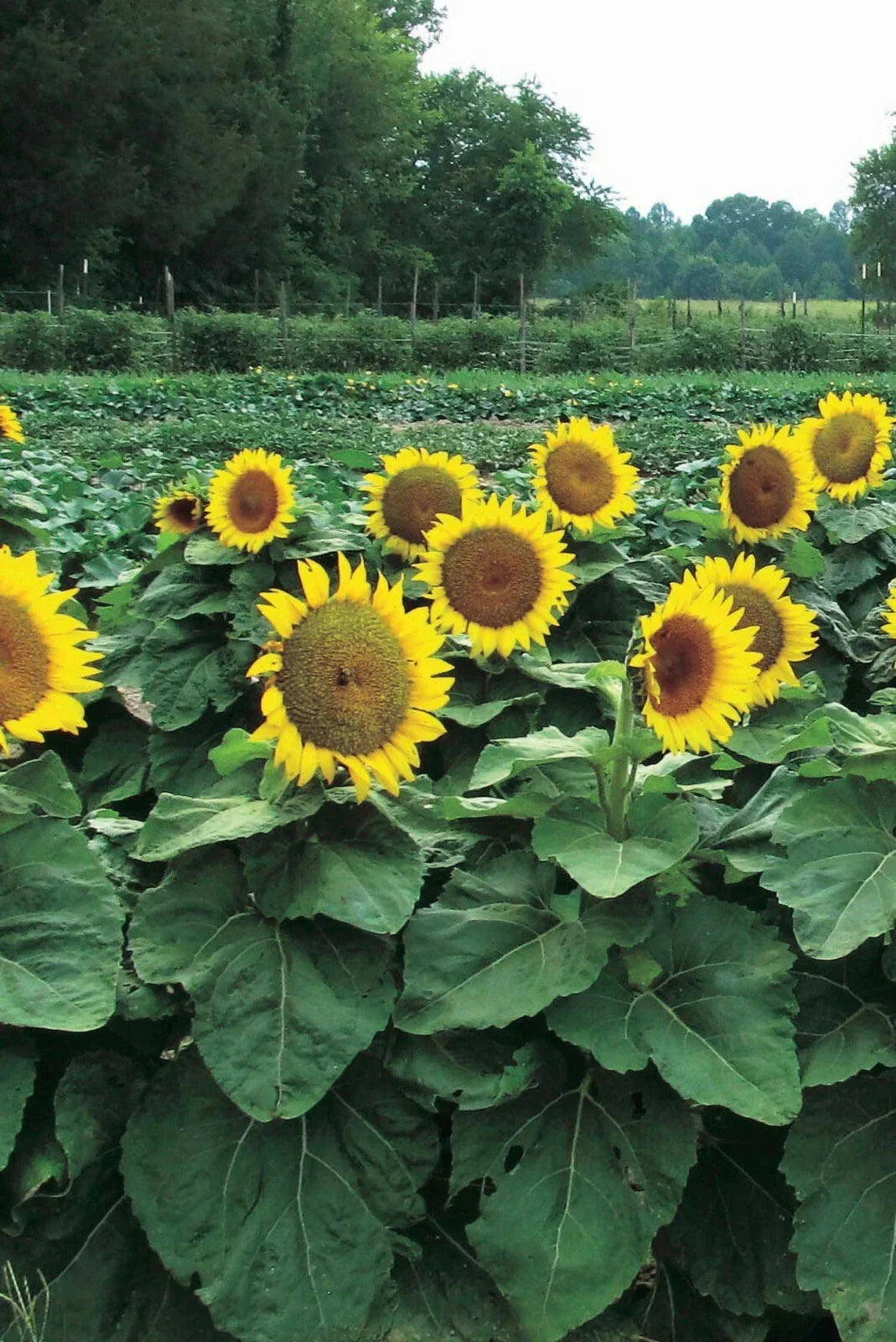 Dwarf Sunspot Sunflower Seeds - 50 Count - Helianthus annuus - Compact Yellow Flowers for Small Spaces and Containers