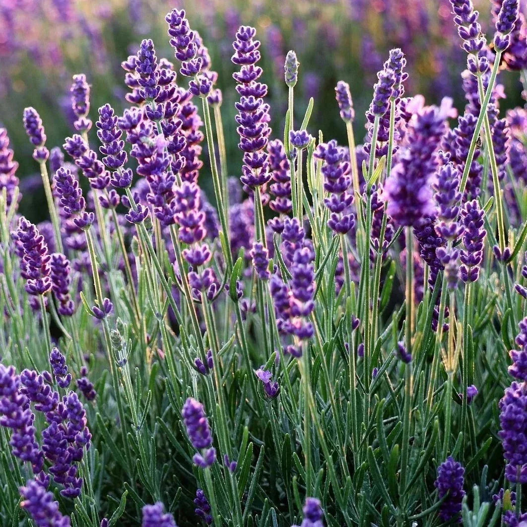 Set of 2 Live Rooted Lavender Plants – Fragrant Purple Herbs – Lavandula x intermedia 'Phenomenal' – Low Maintenance Perennials