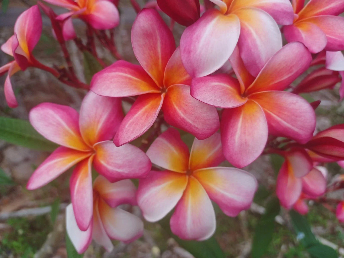 Plumeria Cuttings 8-10" Single Tip Colorful Frangipani Variety Plumeria spp. - Perfect for Tropical Gardens and Container Planting