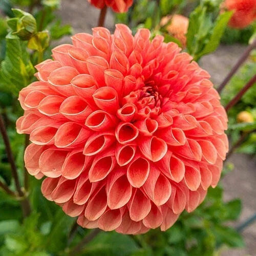 Dahlia Seeds - 25 Perennial Flower Seeds - Linda Variety - Dahlia pinnata - Multi-Colored Flowering Blooms for Garden
