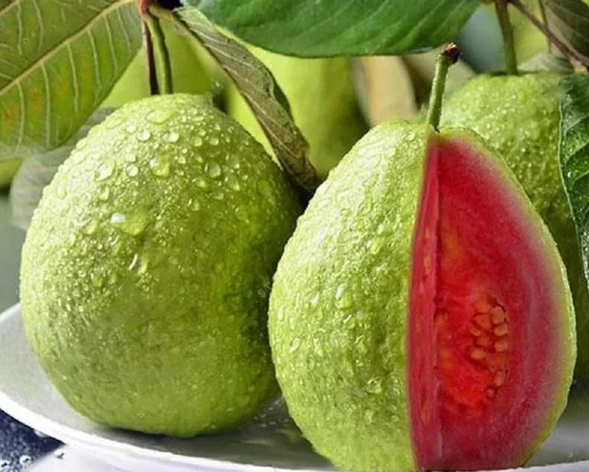 Pink Guava Seeds - 15+ Non-GMO Tropical Fruit Seeds for Planting, Psidium guajava, Ideal for Home Gardens