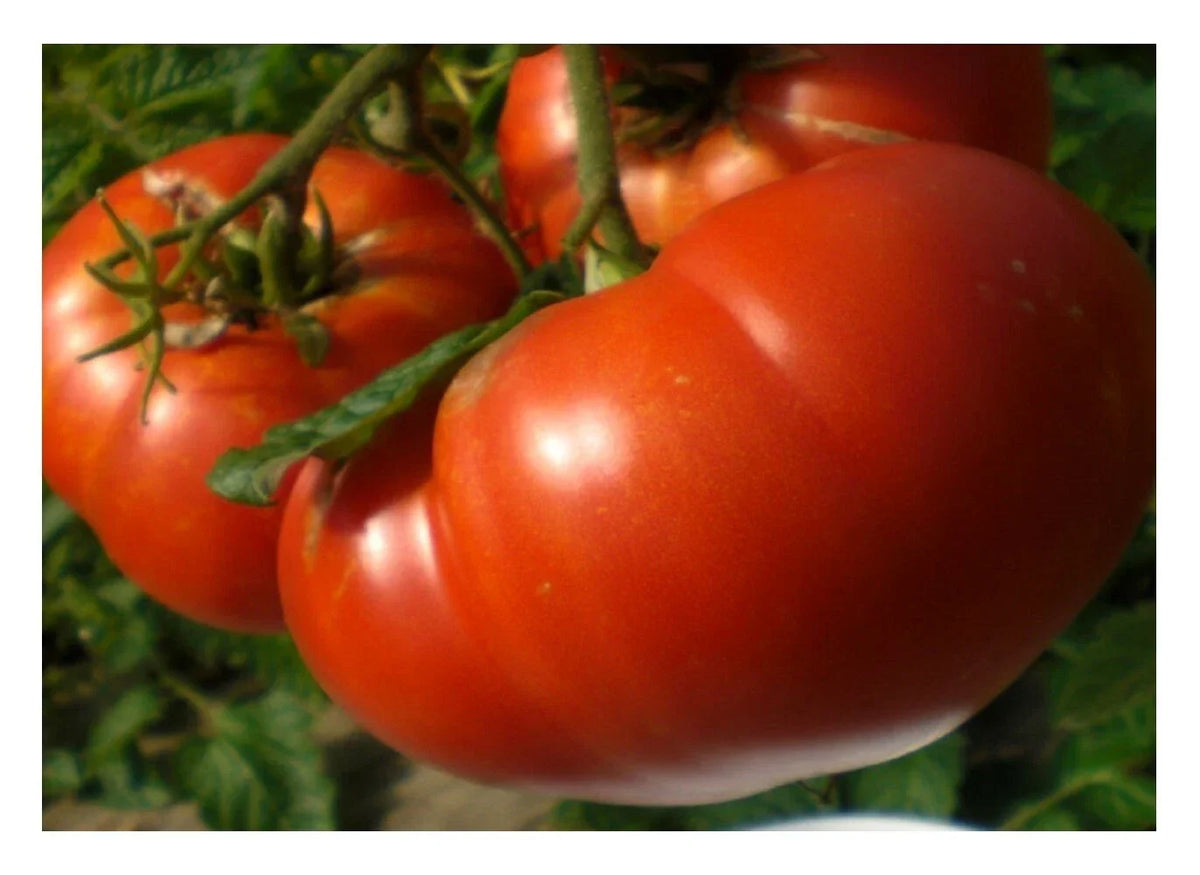 Mortgage Lifter Tomato Seeds - NON-GMO Heirloom Beefsteak - Solanum lycopersicum - Perfect for Home Gardening