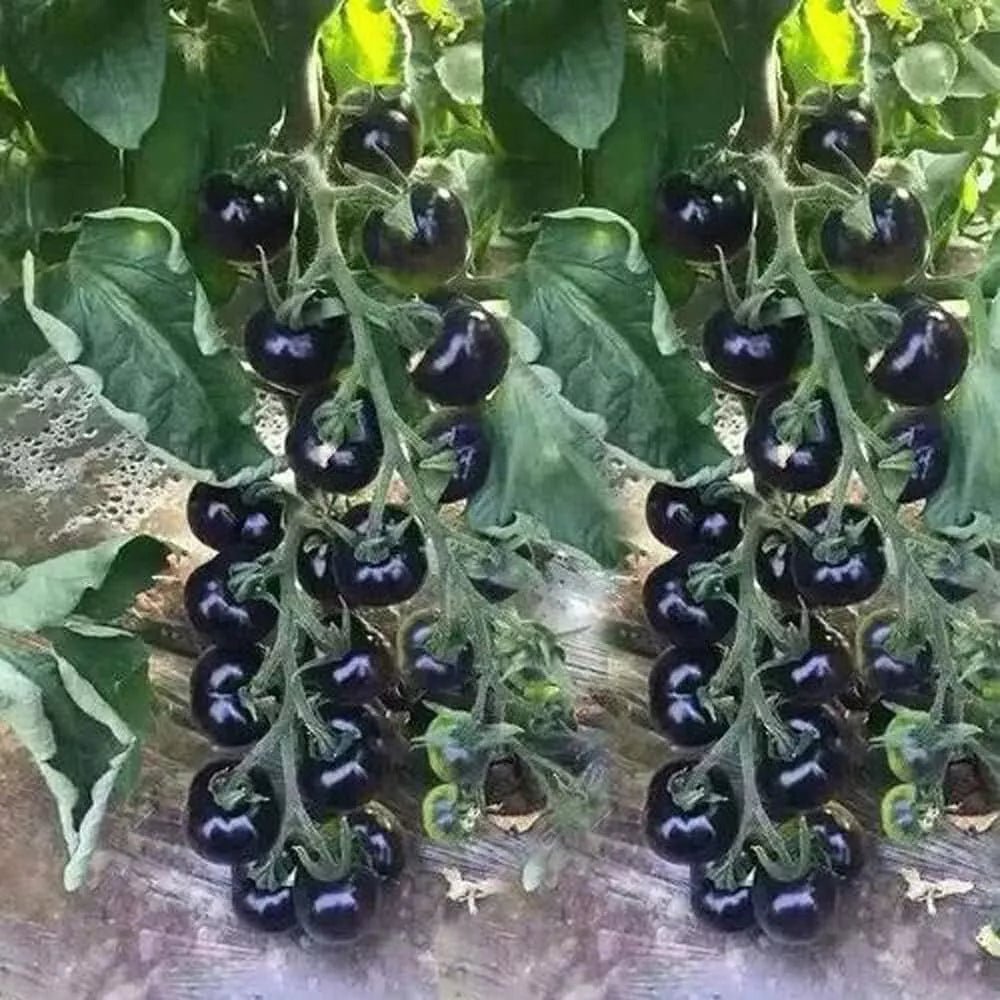 European Black Cherry Tomato Seeds - 100+ Heirloom Non-GMO Sweet Variety - Solanum lycopersicum - Culinary Garden Seeds