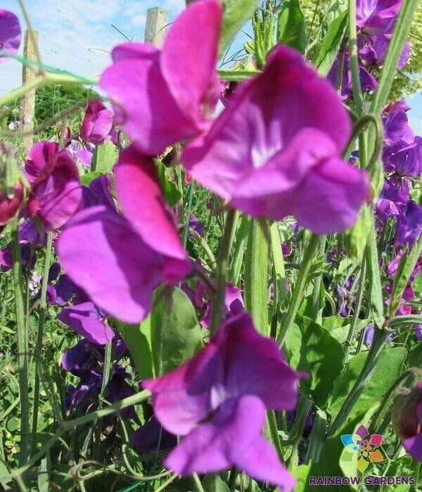Violet Queen Sweet Pea Seeds - 50+ Non-GMO Seeds - Lathyrus odoratus - Fragrant Climbing Flowers - USA Garden Planting