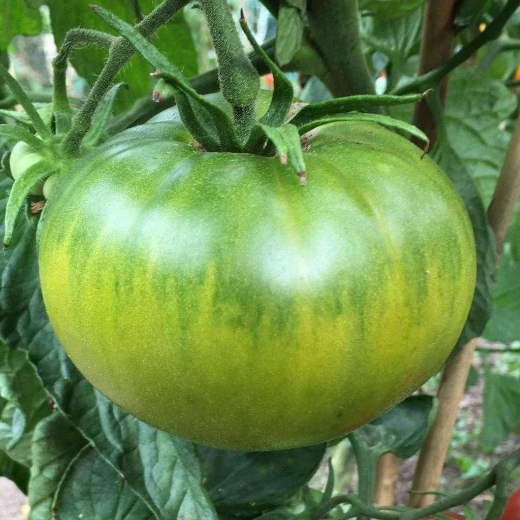 Aunt Ruby's German Green Tomato Seeds - 25 Heirloom NON-GMO Organic Seeds, Solanum lycopersicum for Home Gardening