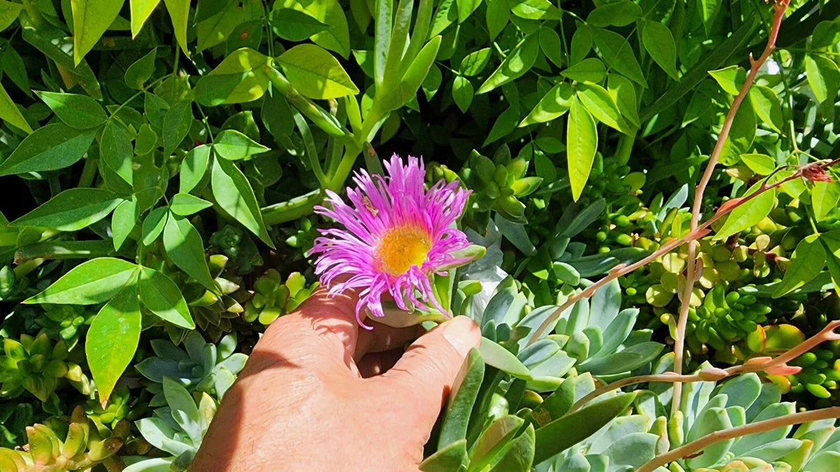 Live Ice Plant Cuttings 36 Pcs Green Ground Cover Delosperma Drought Resistant Succulent for Rooting Garden Landscaping
