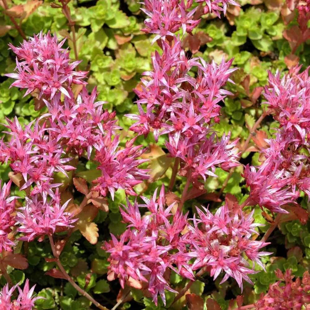 Purple Carpet Sedum Seeds (500 Seeds) - Spurium Coccineum Purple Ground Cover, Drought-Tolerant Succulent for Planting