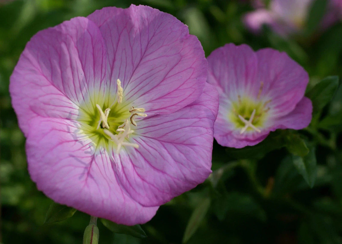 Primrose Seeds 675 Count Evening Showy Pink Primula obconica Non-GMO Perennial Flower Seeds for Garden and Containers